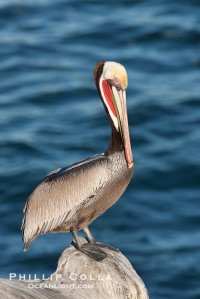 California brown pelican